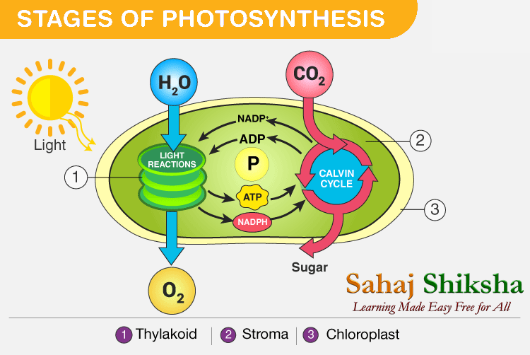 stages of photosynthesis 